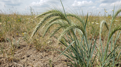 Canada Wild Rye