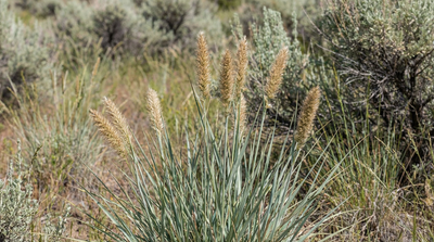 Great Basin Wildrye