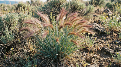 Bottlebrush squirreltail