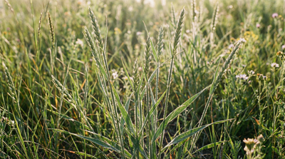 Wheatgrass, Slender