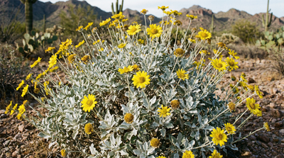 Brittlebush