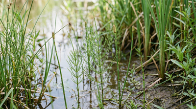 Water Horsetail