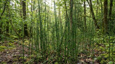 Scouringrush Horsetail