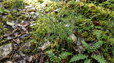 Dwarf Scouring Rush