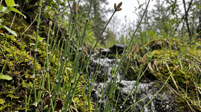 Variegated Scouring Rush