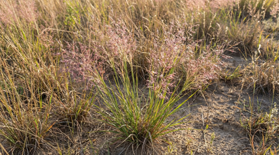 Purple Love Grass