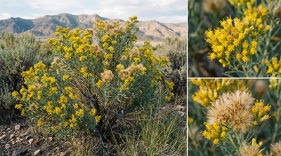 Rubber Rabbitbrush