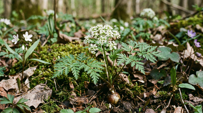 Harbinger of Spring
