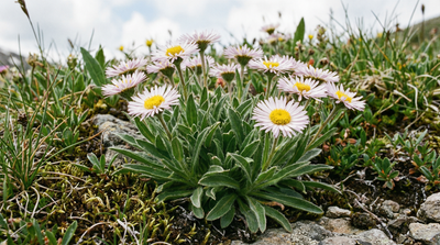 Wandering Fleabane