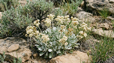 Antelope-Sage Buckwheat