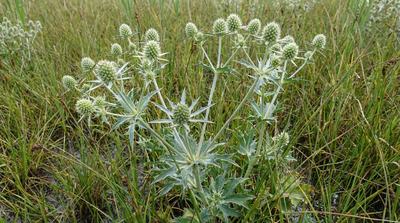 Marsh Rattlesnakemaster