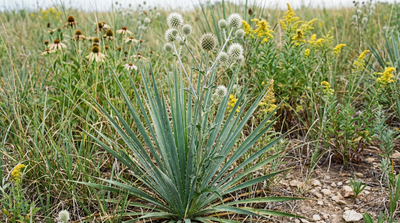Rattlesnake Master