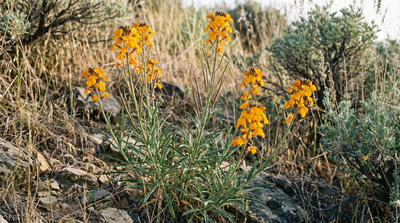 Sanddune wallflower