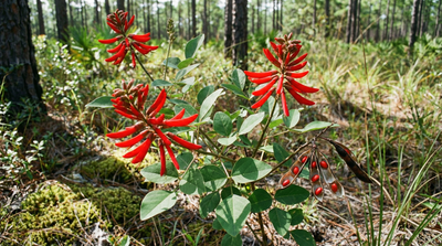 Coral Bean