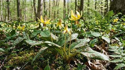 Trout Lily