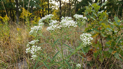 Hyssopleaf Thoroughwort