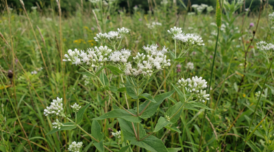Common Boneset