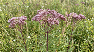 Joe Pye Weed