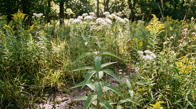 Late Boneset