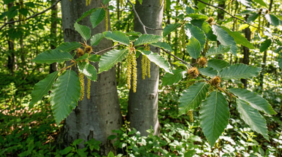 American Beech