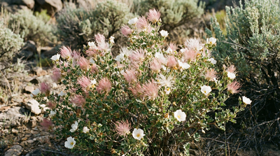 Apache Plume
