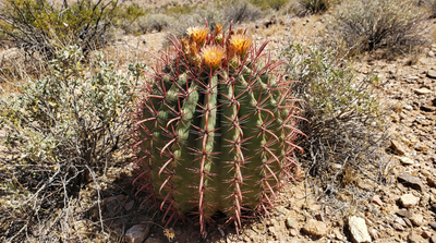 Fishhook Barrel Cactus