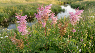 Queen-of-the-Prairie