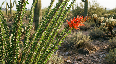 Ocotillo