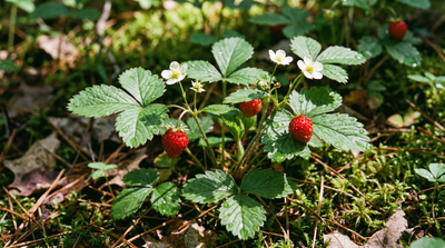Wild Strawberry