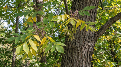 Green Ash