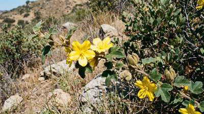 California flannelbush