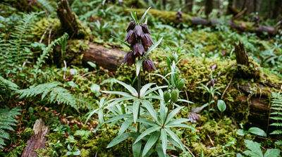 Black Lily