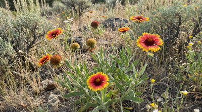 Blanketflower