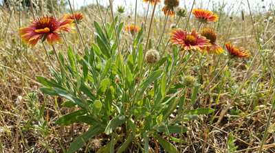 Indian Blanket (Firewheel)