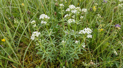 Northern Bedstraw