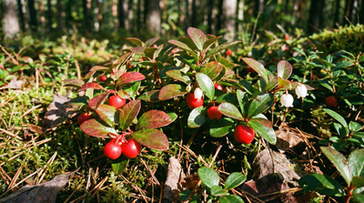 Wintergreen