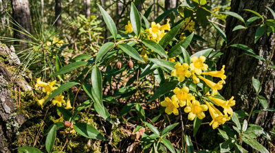 Carolina Jessamine
