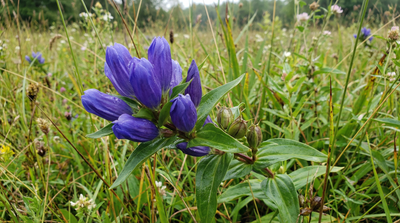Bottle Gentian