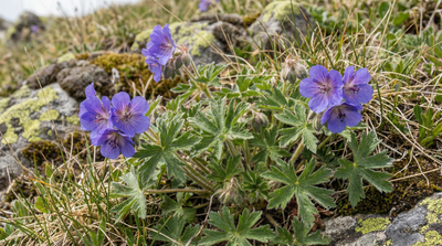 Woolly Cranesbill