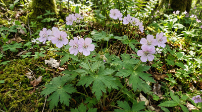 Wild Geranium