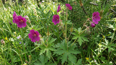 Sticky Geranium