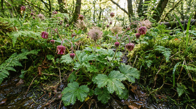 Water Avens