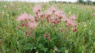 Prairie Smoke