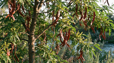 Honeylocust