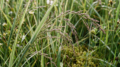 Fowl Manna Grass