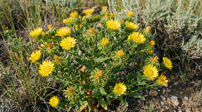Curlycup gumweed