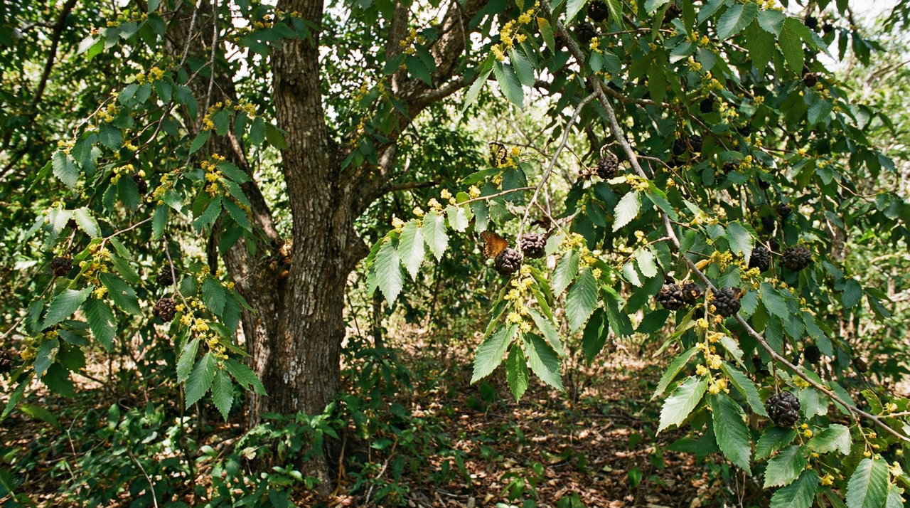 West Indian Elm