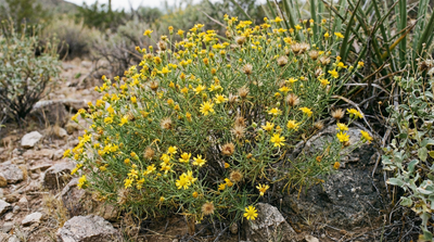 Broom Snakeweed