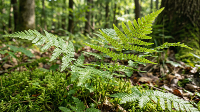 Western Oakfern