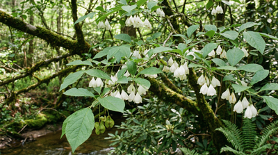 Mountain Silverbell